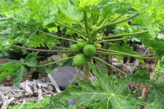 Papayas