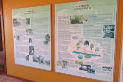 Informationstafeln zur Banane und ihrem Anbau