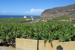Blick über die Bananenplantagen