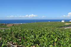 Blick über die Bananenplantagen