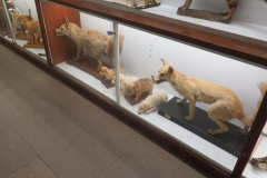 Präparierte Tiere