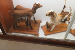 Präparierte Tiere