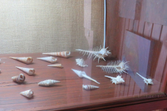 Muscheln
