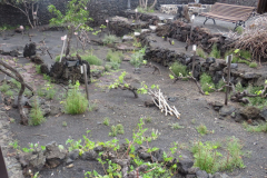 Im Garten mit diversen Weinpflanzen