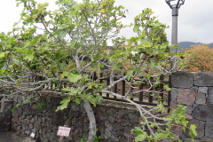 Ein Feigenbaum im Garten