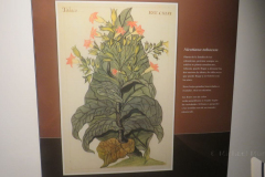 Bild einer Tabakpflanze im Museum