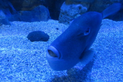 Eine dicke Lippe riskieren