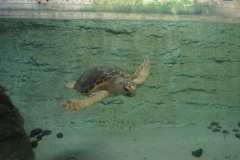 Schildkröte Nummer 2