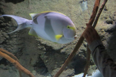 Wieder mal ein Fisch mit dicken Lippen