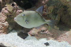 Und noch eine dicke Lippe