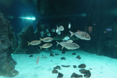 Viele Fische im großen Aquarium