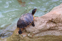 Tiere Im Wildpark