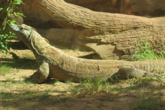 Tiere Im Wildpark