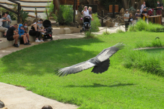 Greifvogelshow