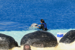 Delfinshow