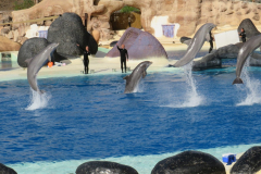 Delfinshow