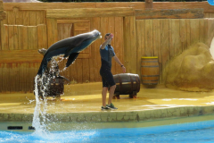 Seelöwenshow