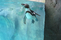 Tiere Im Wildpark