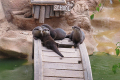Tiere Im Wildpark
