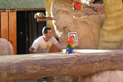 Papageienshow
