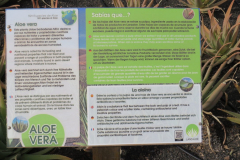 Informationstafel zu Aloe Vera