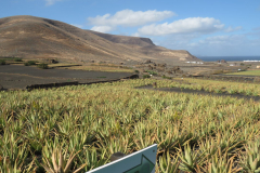 Aloe vera Felder