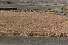 Vertrocknete Aloe vera