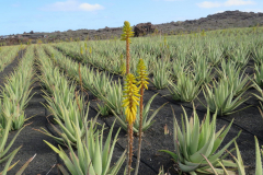 Blühende Aloe vera