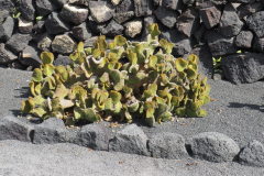 Der Kaktusgarten