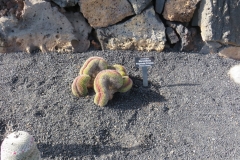 Ist das ein Wurm?