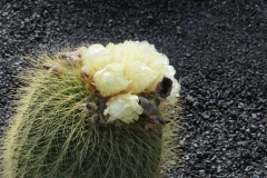 Blühender Kaktus