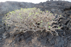 Frisches Grün in den Lavafeldern