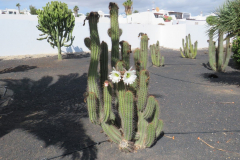Ein blühender Kaktus