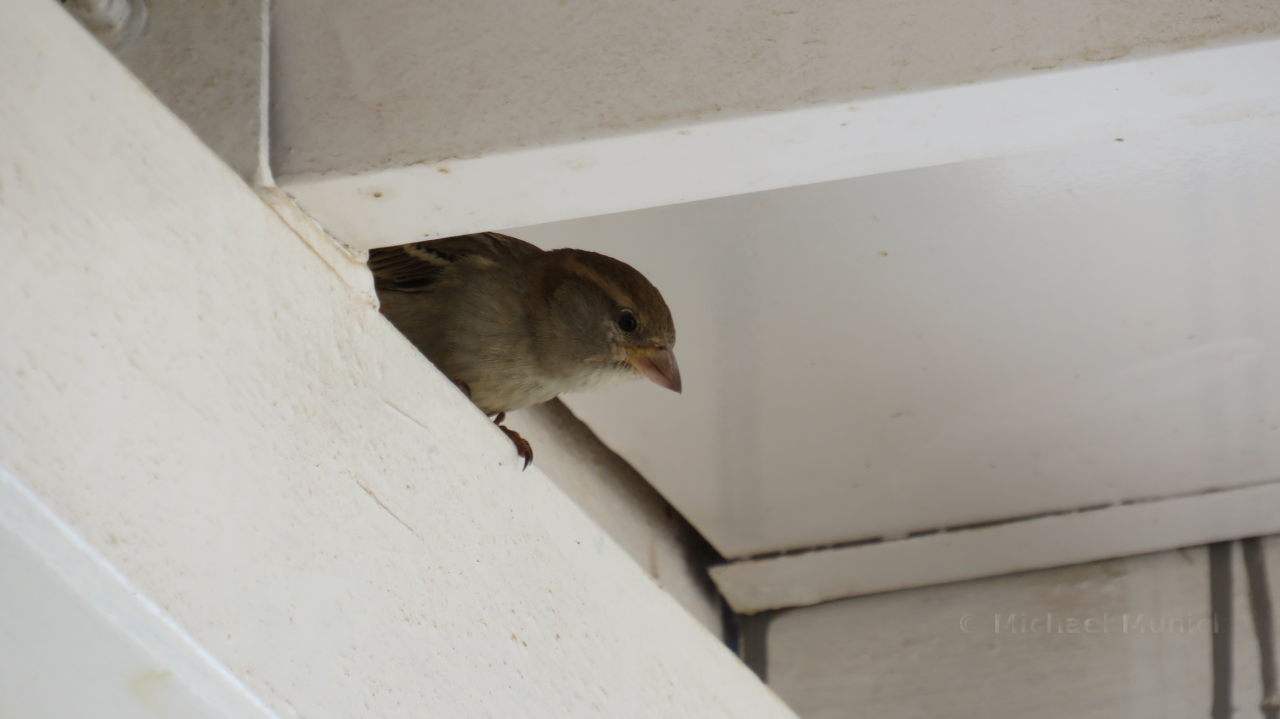 Einer der vielen Besucher