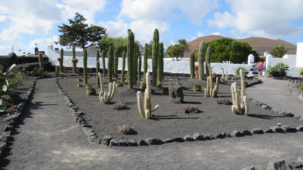 Der Kaktusgarten