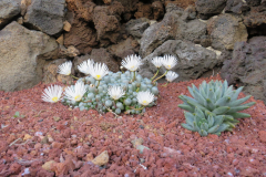 Impressionen aus dem Kaktuskgarten