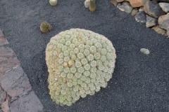 Impressionen aus dem Kaktuskgarten