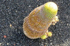 Impressionen aus dem Kaktuskgarten