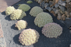 Impressionen aus dem Kaktuskgarten