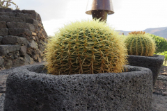 Impressionen aus dem Kaktuskgarten