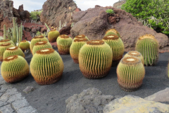 Impressionen aus dem Kaktuskgarten
