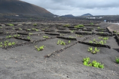 Weinanbau auf Lanzarote