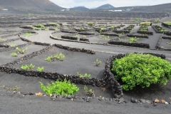 Weinanbau auf Lanzarote