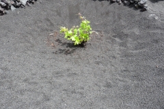 Weinanbau auf Lanzarote
