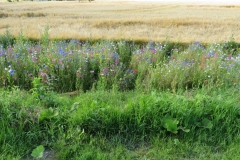 Blütenpracht am Feldrand