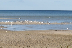 Die Möwen mögen das flache Wasser