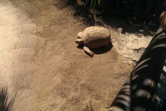 Eine Schildkröte