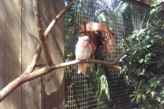 Im Vogelkäfig
