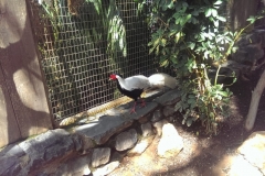 Im Vogelkäfig