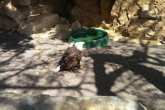 Ein junger Weißkopfseeadler